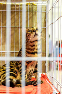 Cat sitting in cage