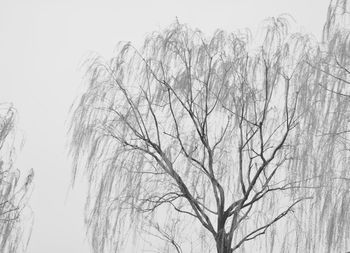 Low angle view of bare tree against clear sky