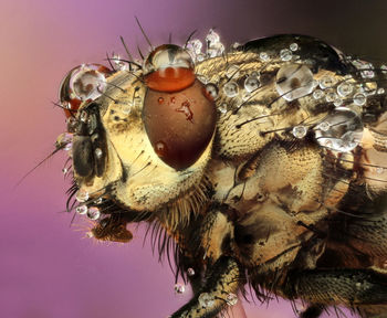 Close up of insect head with water drops on purple background