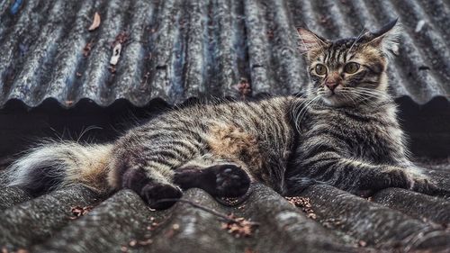 Portrait of tabby kitten