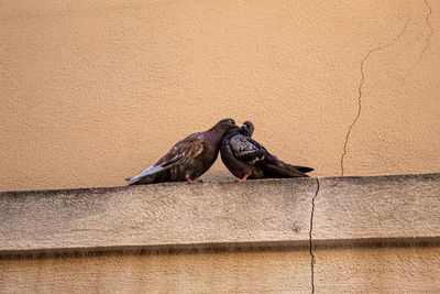 Two doves in love