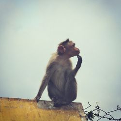 Low angle view of monkey