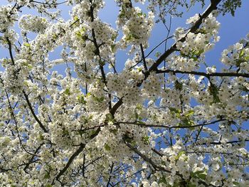 Low angle view of apple blossoms in spring