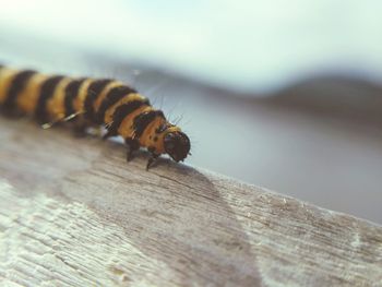 Close-up of insect on wood