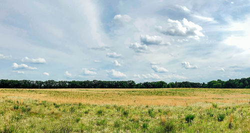 Scenic view of field against sky