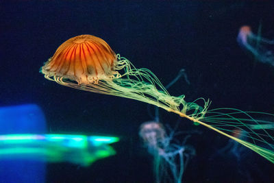 Close-up of jellyfish swimming in sea