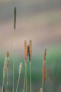 Close-up of plants