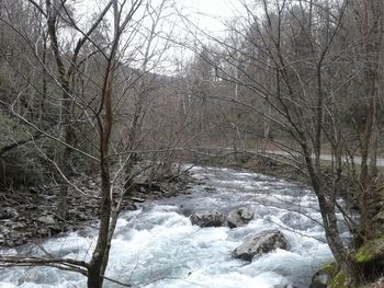 Bare trees in forest during winter