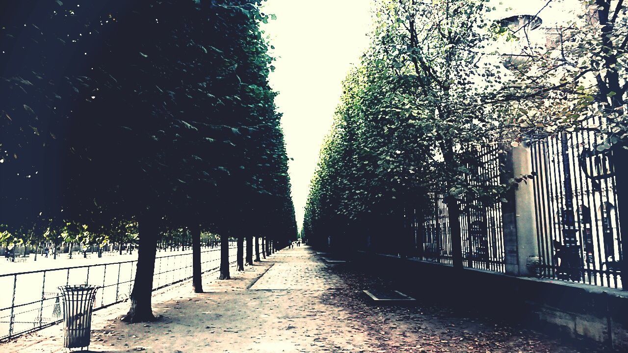 TREES BY WATER