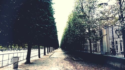 Walkway amidst trees against sky