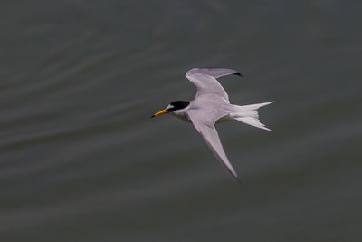 Seagull flying over lake