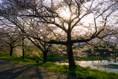 View of cherry blossom trees on road along plants