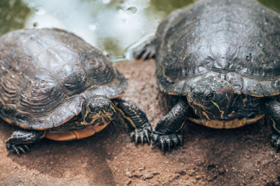 Close-up of tortoise