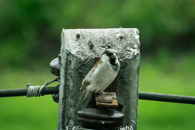 Close-up of owl perching on metal