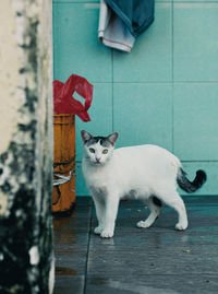 Cat standing on floor