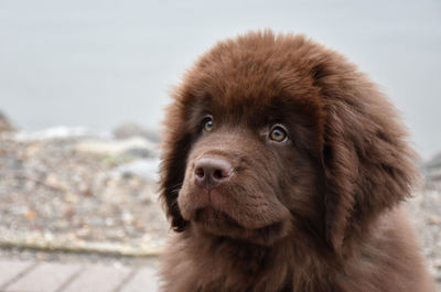 Sweet expression on the face of a young brown newfoundland puppy dog.
