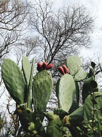 Close-up of bare tree and cactus plant against sky