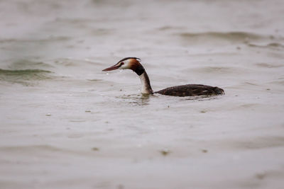 Duck swimming in lake