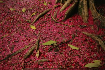 View of red flowering plant
