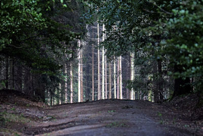 View of pine trees in forest