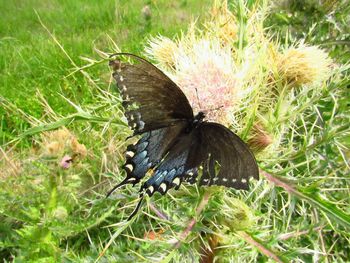 Butterfly on flower