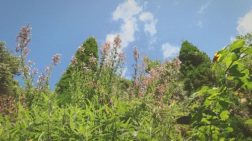 Low angle view of trees against clear sky