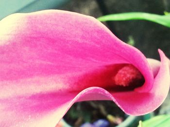 Close-up of pink flowers