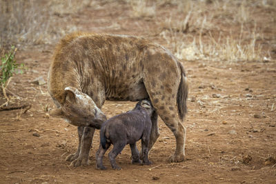 Hyenas standing on land