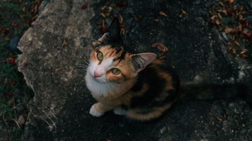 High angle portrait of cat sitting outdoors