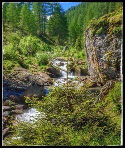 Stream in forest