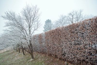 Bare trees on field against clear sky