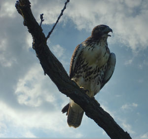 Low angle view of eagle perching on branch against sky