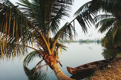 Palm trees by lake against sky