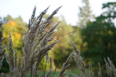 Close-up of stalks in field against sky