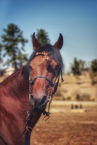 Close-up of horse against clear sky