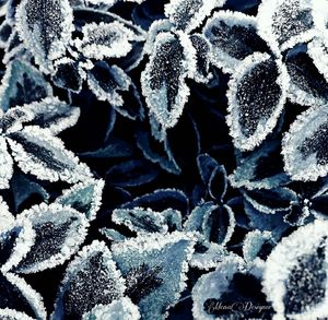 Close-up of snow on leaves