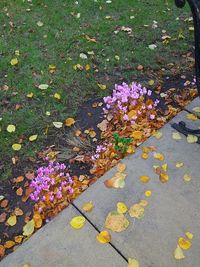 High angle view of flowers