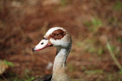 Close-up of a bird