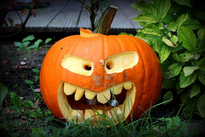 Close-up of pumpkin on field