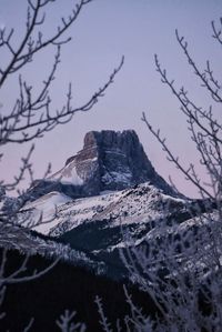 Close-up of snow-covered mountain peak framed by tree branches 