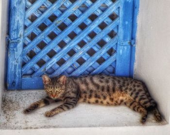 Cat resting on floor