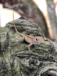 Close-up of lizard on rock