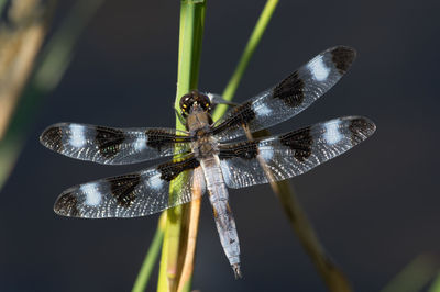 Close-up of dragonfly