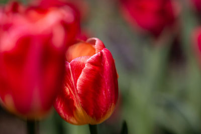 Close-up of red tulip