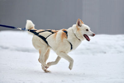 View of dog on snow covered land