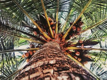 Low angle view of trees