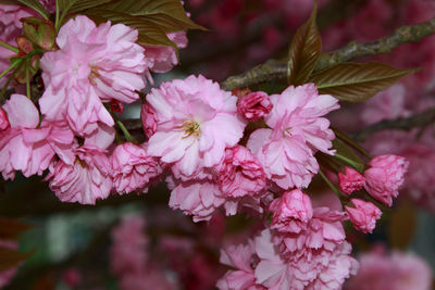Close-up of pink cherry blossoms in spring