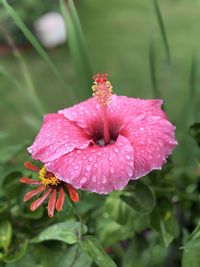 Close-up of wet pink flower