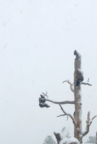 Bird perching on bare tree