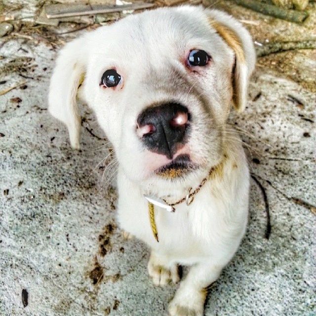 dog, animal themes, pets, mammal, one animal, domestic animals, looking at camera, portrait, high angle view, sitting, close-up, outdoors, day, no people, puppy, animal head, zoology, relaxation, street